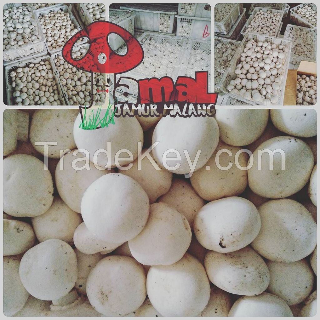 High quality champignon whole mushroom