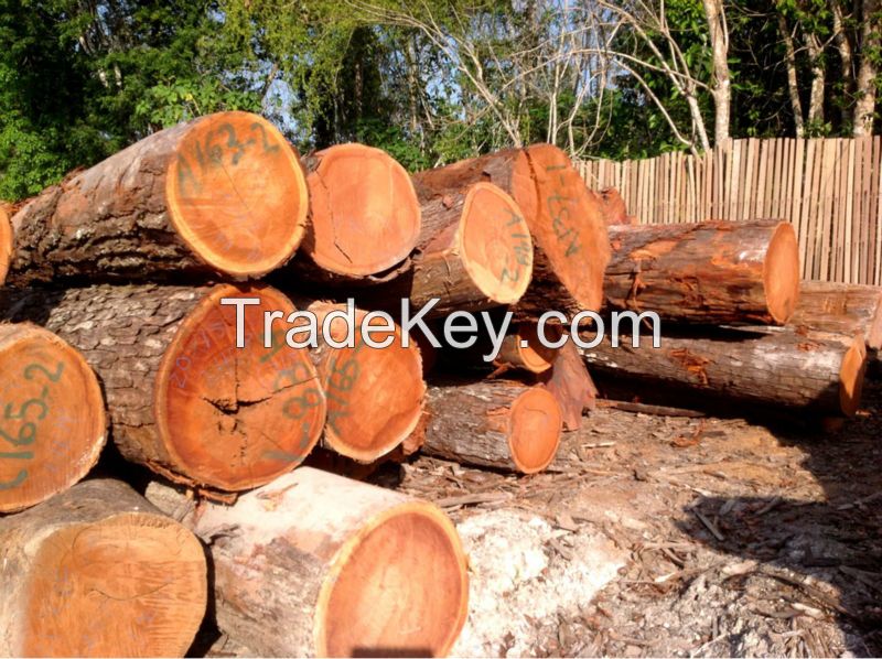 Grade A Doussie , Sapelli , Tali , Teak , Pachyloba Wood Logs