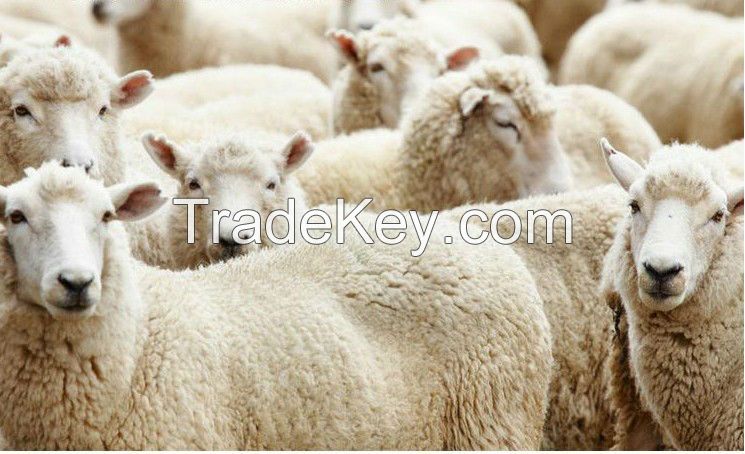 100% greasy Russian sheep wool, 28-38mic, 80-95mm, natural white color