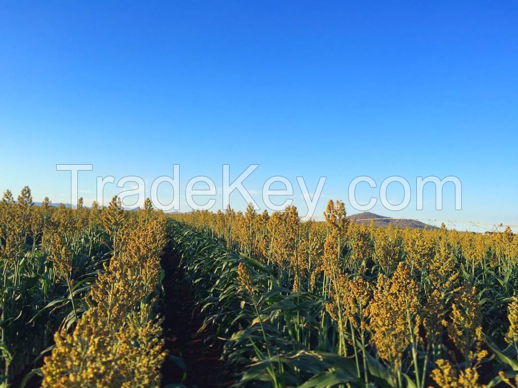 Top quality Red and white Sorghum