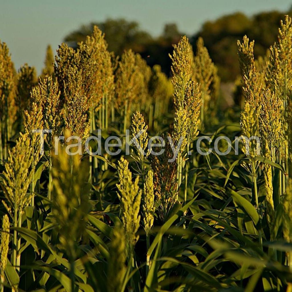 Top quality Red and white Sorghum