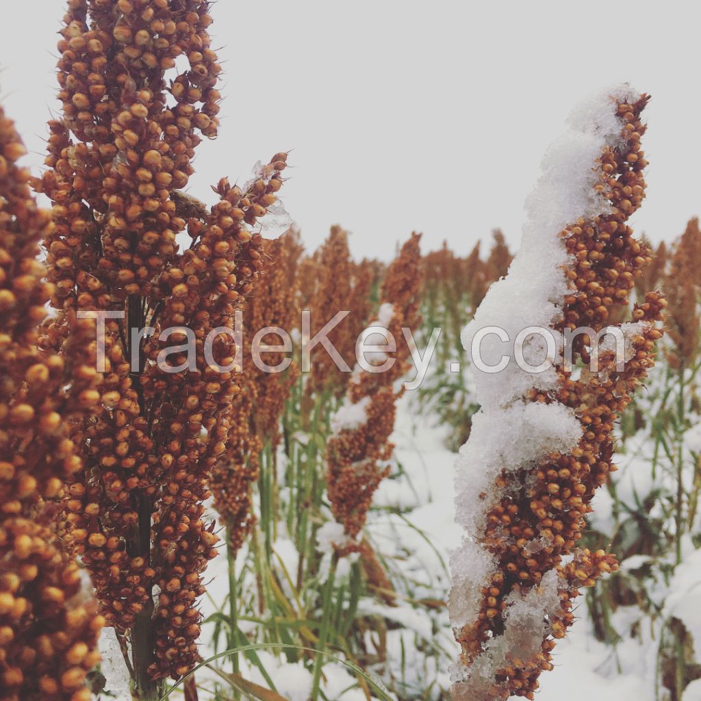 Top quality Red and white Sorghum