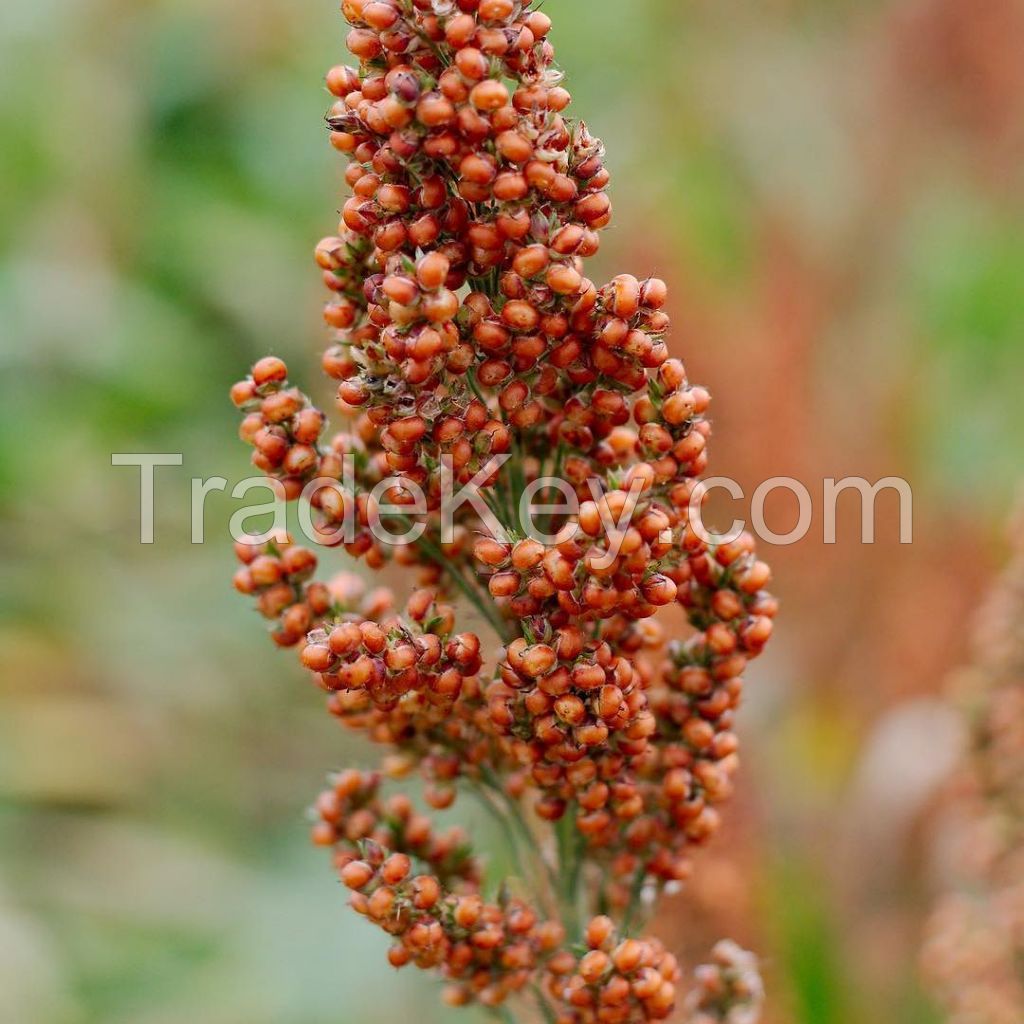 Top quality Red and white Sorghum