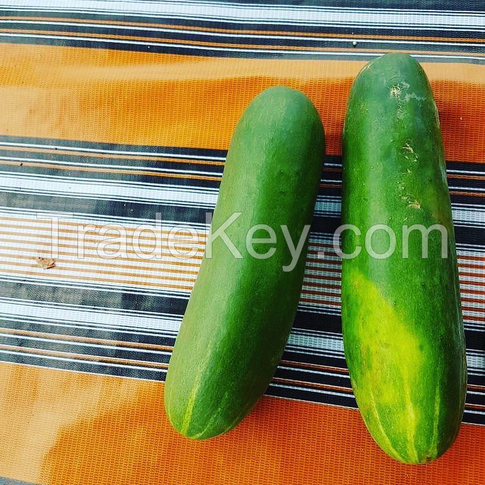 High quality fresh Fresh cucumber