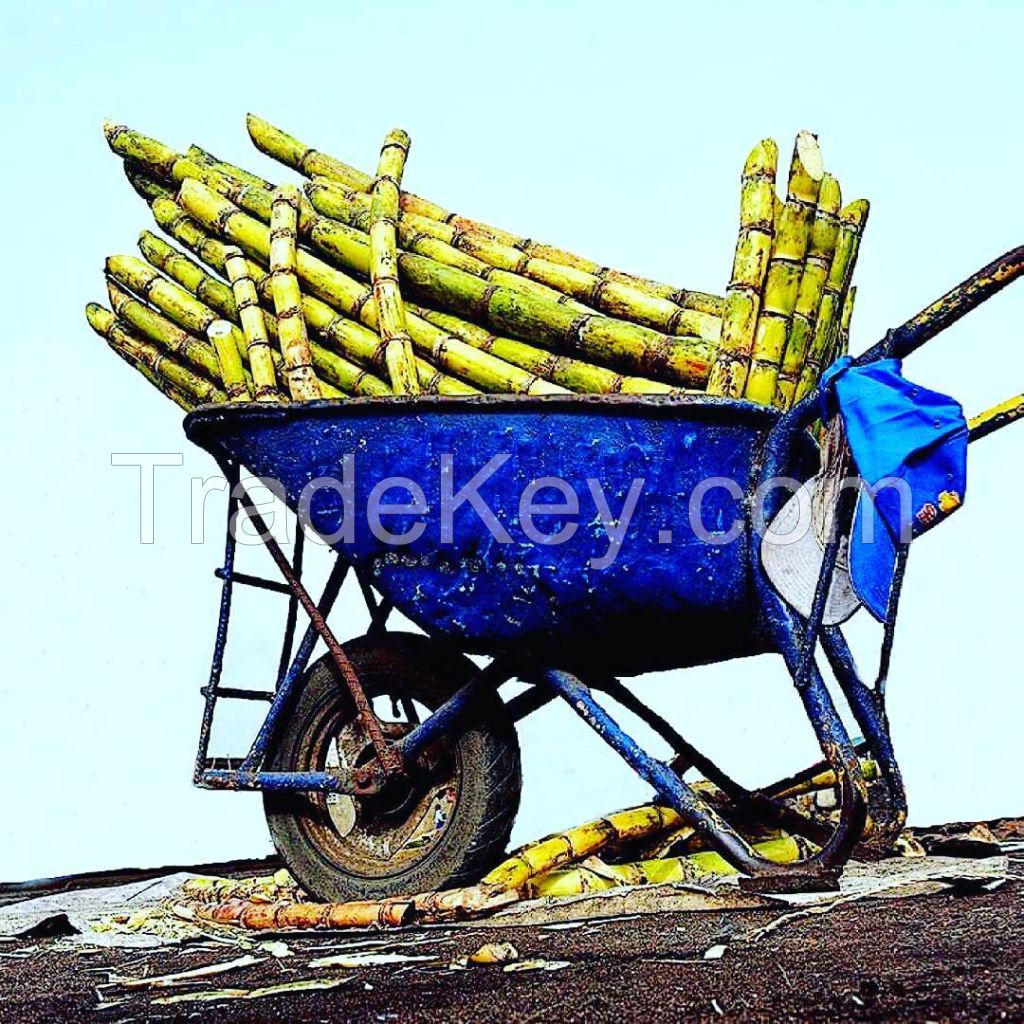 FRESH SUGAR CANE STICKS