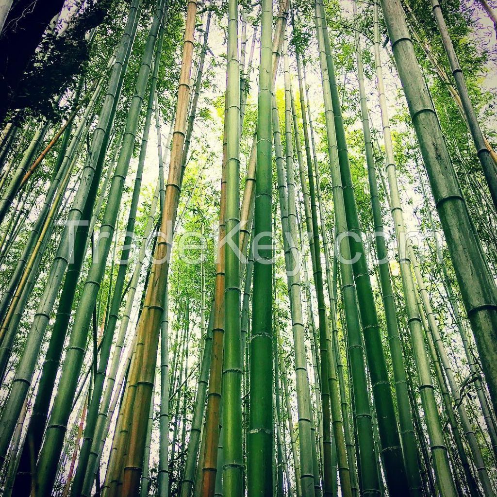 Thick Bamboo Wholesales