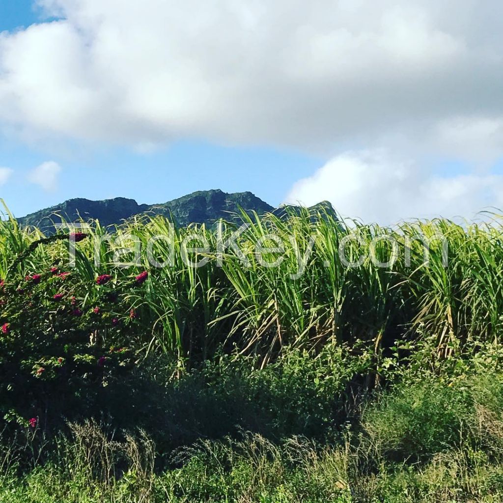 FRESH SUGAR CANE STICKS