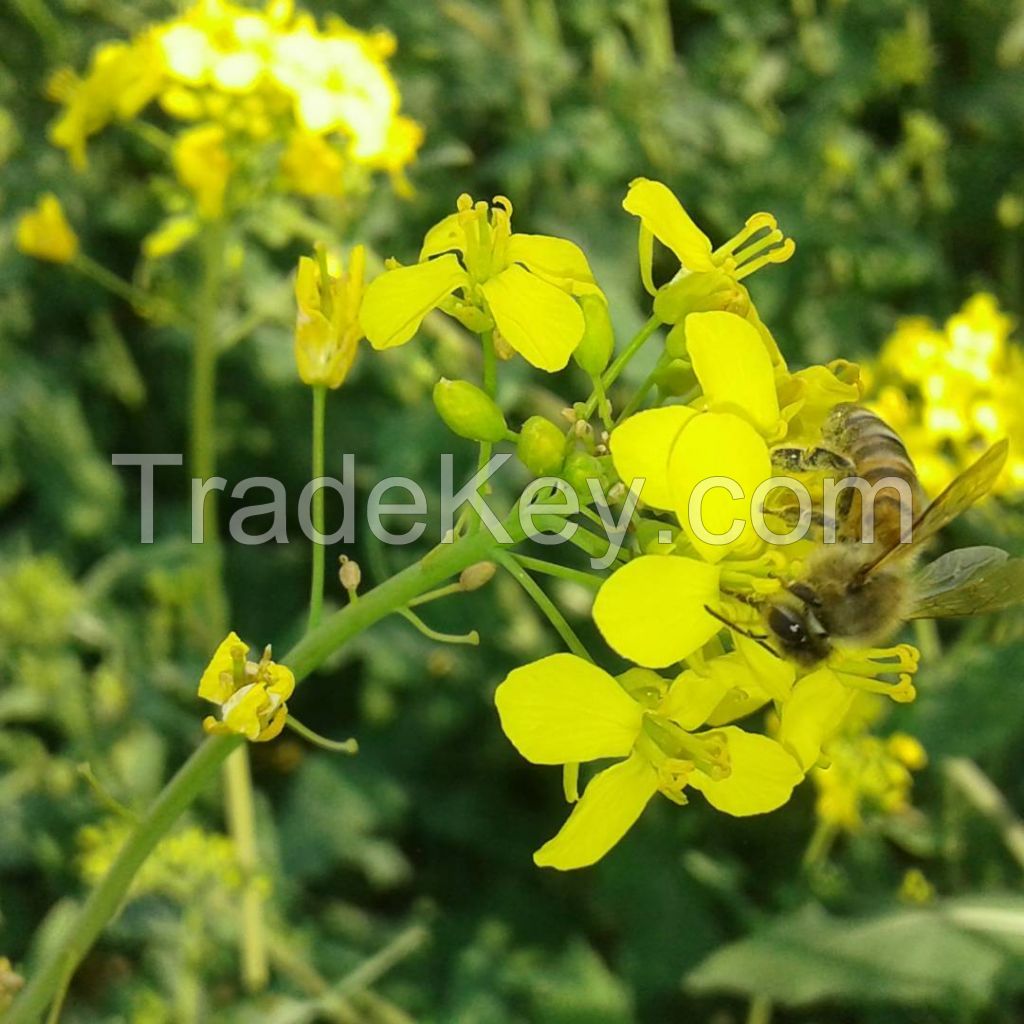 Rapeseeds / Rape seeds & Canola seeds