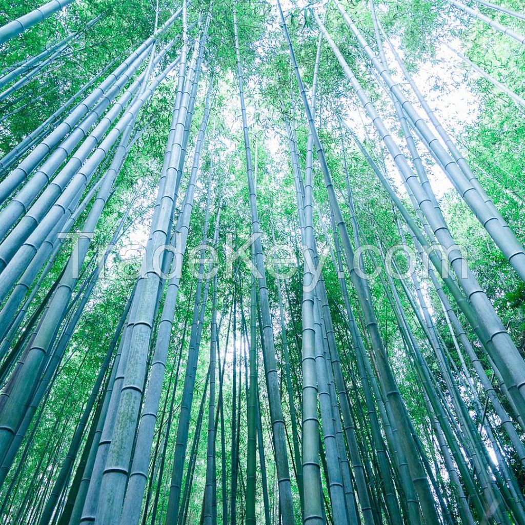 Thick Bamboo Wholesales