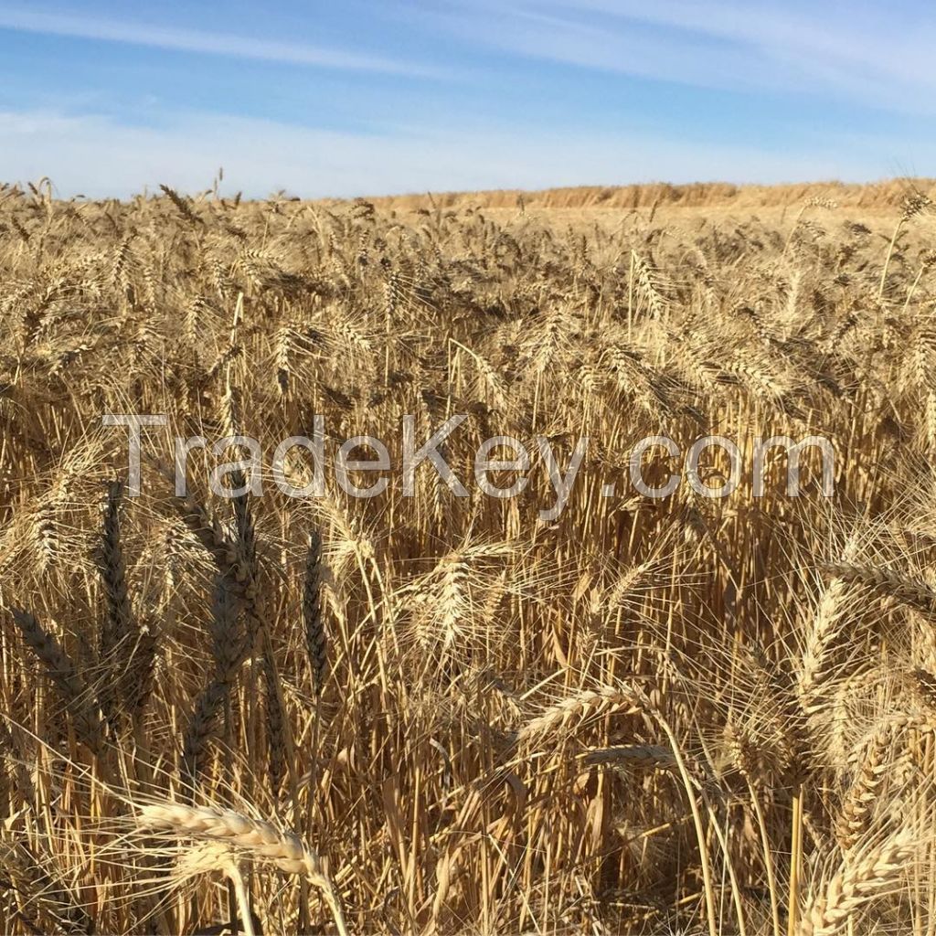 Barley