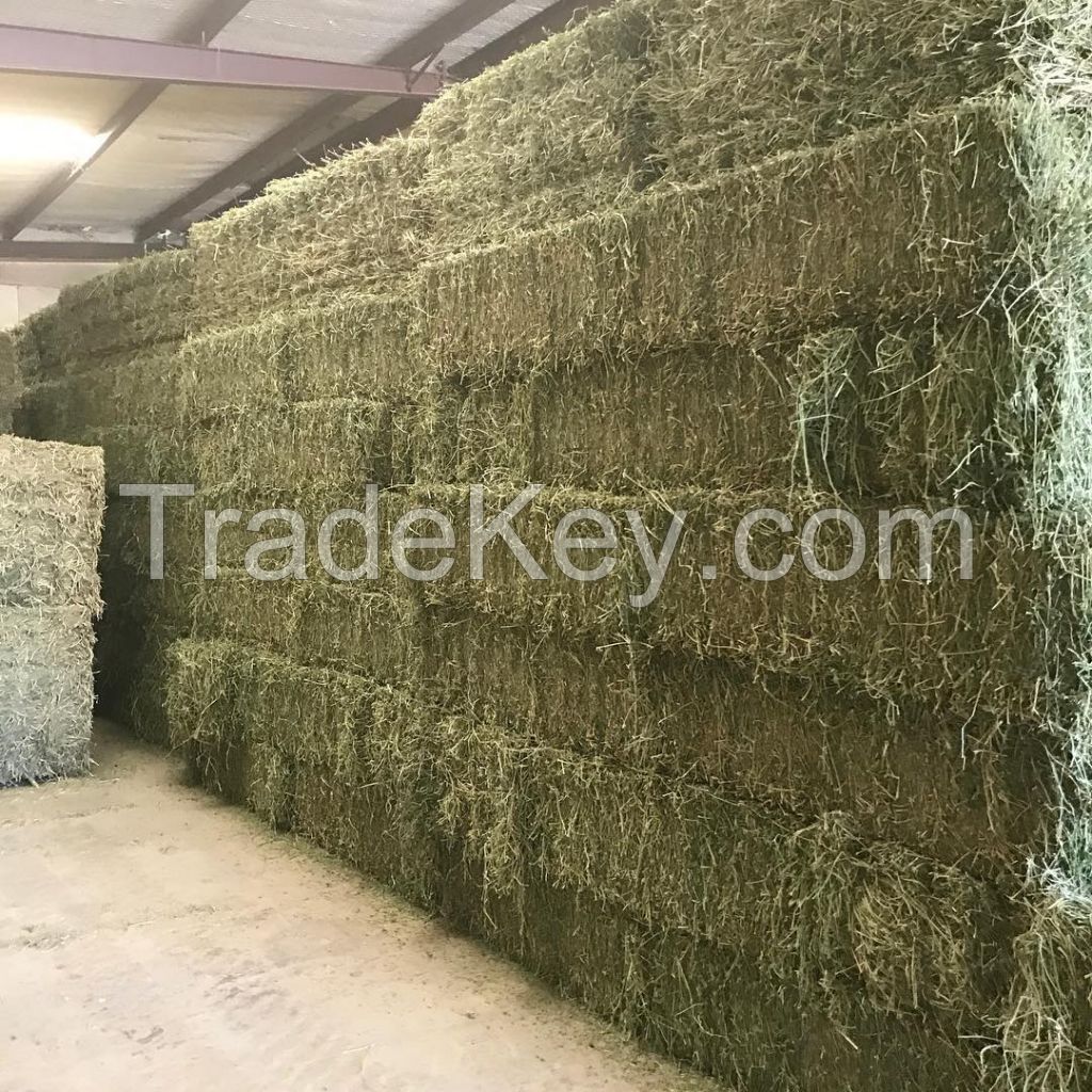 High Protein  Hay For Animal Feeds