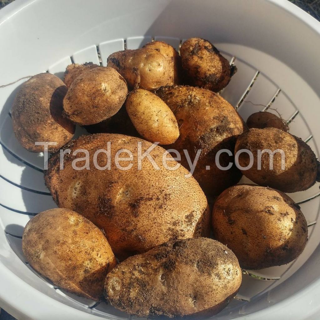 Fresh Healthy Russet Potato