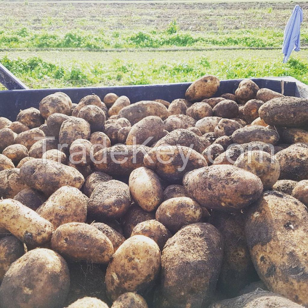 Fresh Healthy Russet Potato