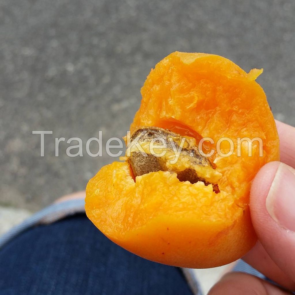 Pure organic dried snack dried apricot