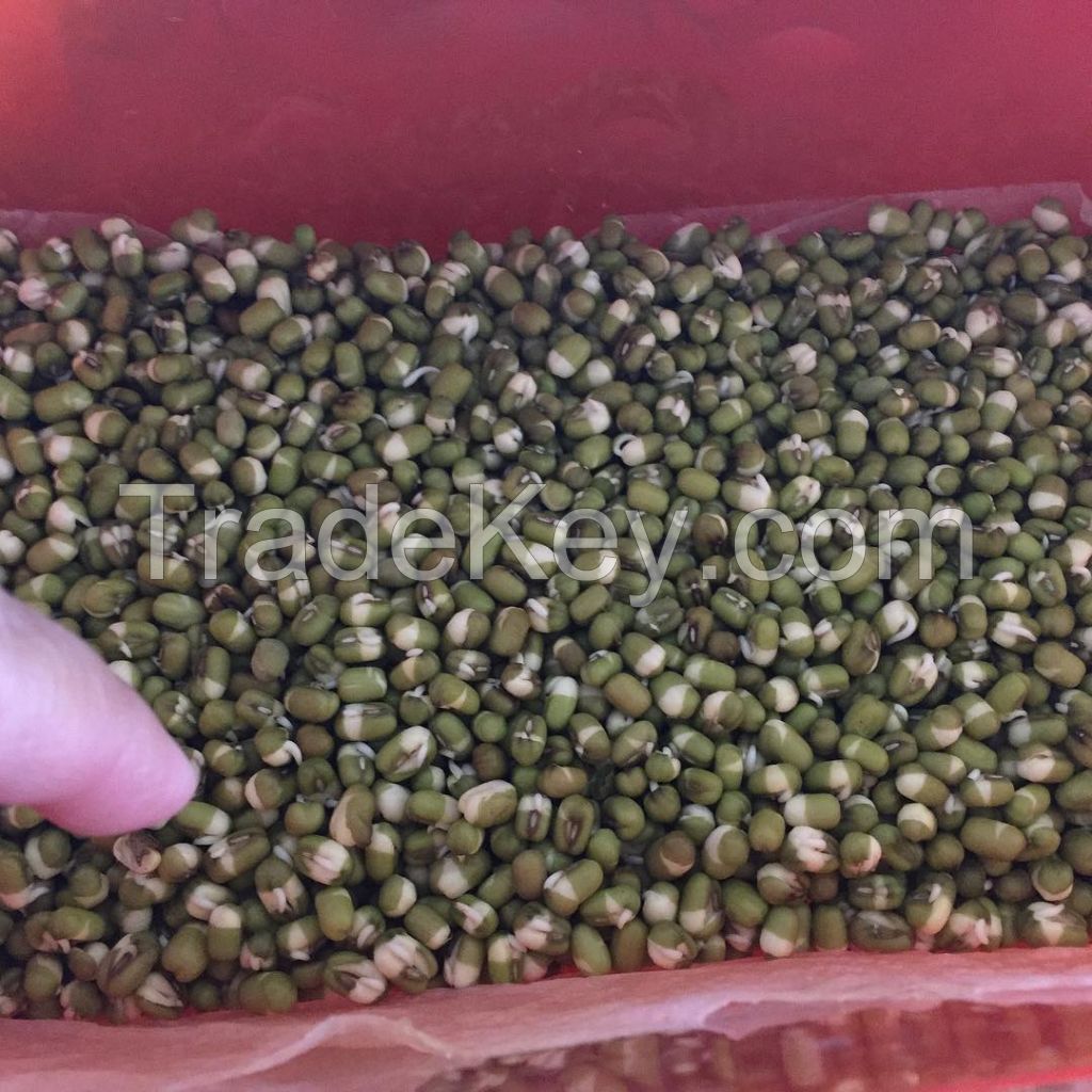 Grade A green mung beans
