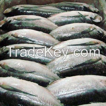 Frozen Sea Fish /Mackerel /Horse Mackerel/Sardine /Squid