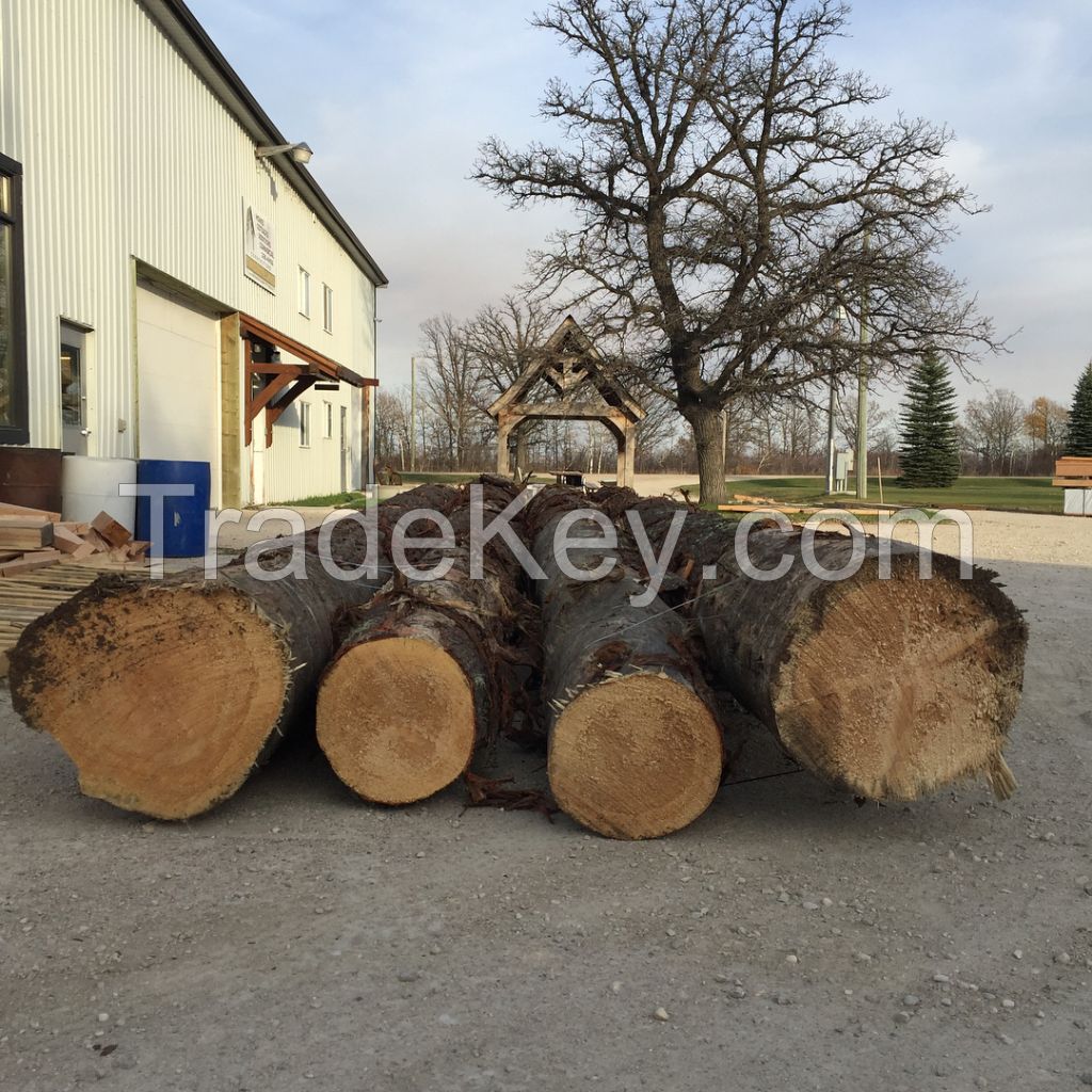 Pine, Teak, Spruce, Eucalyptus, Ceedar, Beech, Fir, Cherry, Hardwood, Rosewood, Hemlock, Oak Logs