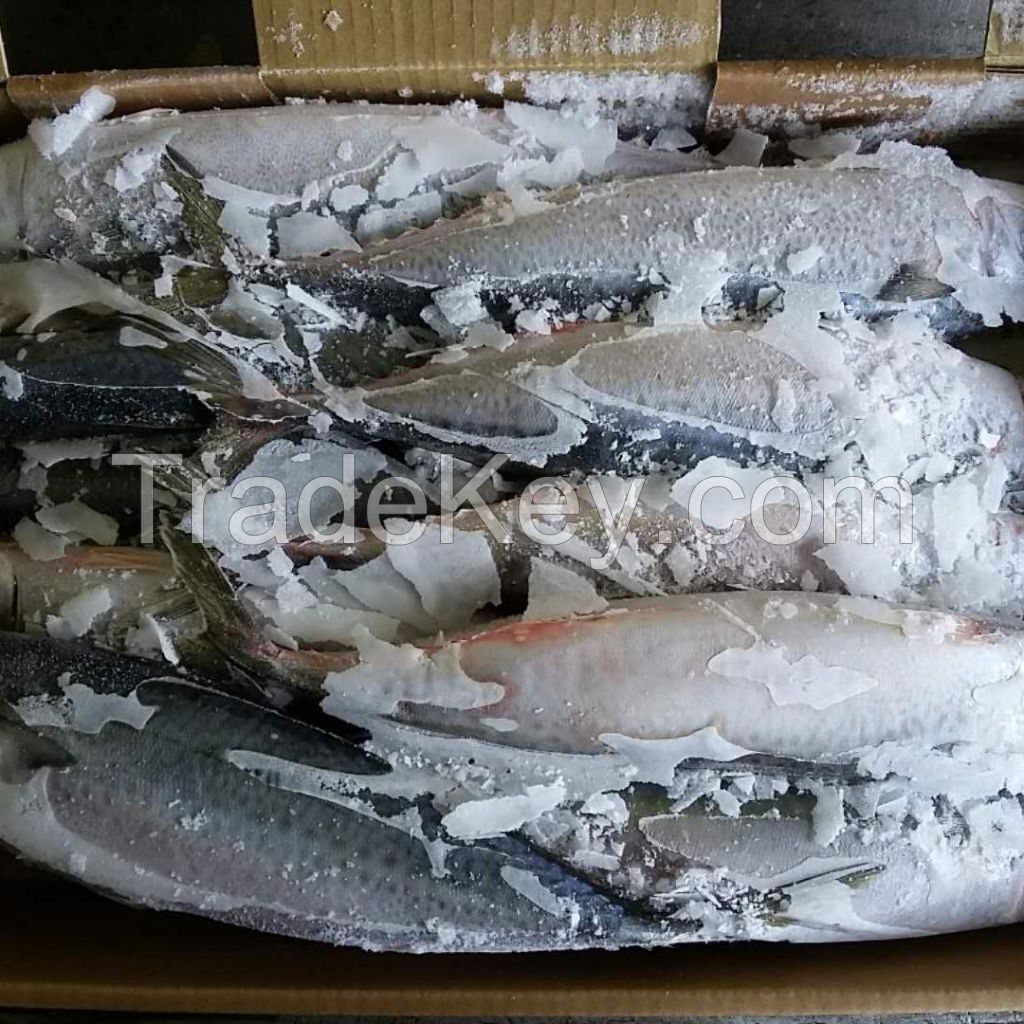 Frozen Sea Fish /Mackerel /Horse Mackerel/Sardine /Squid