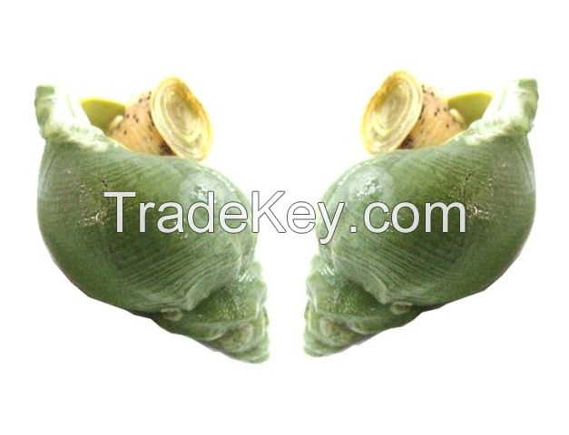 hot sale high quality whelk, Jade Whelk (Canada), Wild frozen sea snail ...