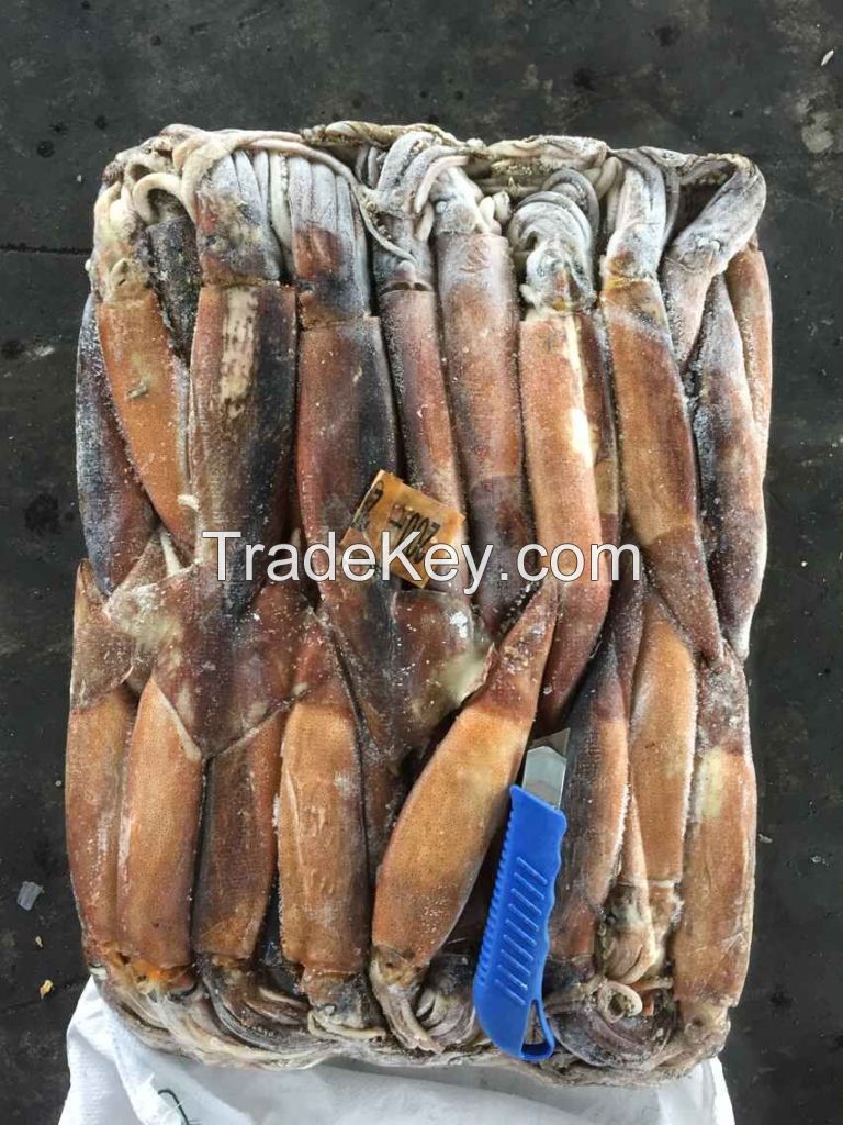 oversize 100/150, 150/200 illex squid illex argentinus for Thailand market