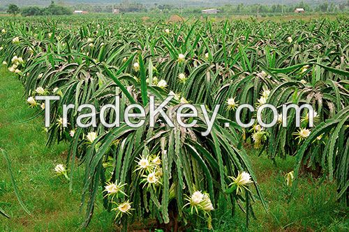 Vietnam Fresh Dragon Fruit - White and Red Flesh - Natural Sweet