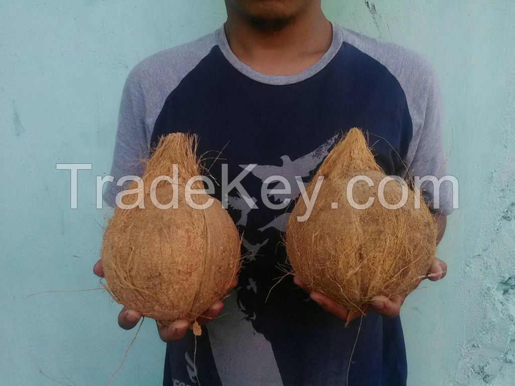 mature coconut semi husk