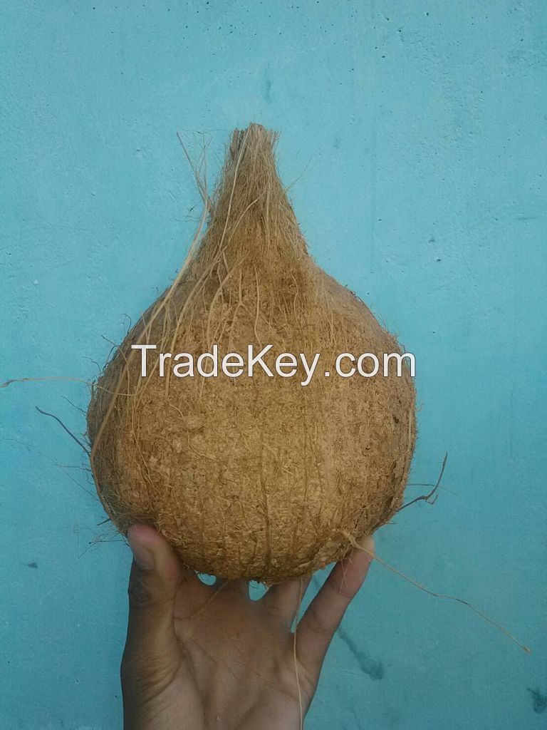 mature coconut semi husk