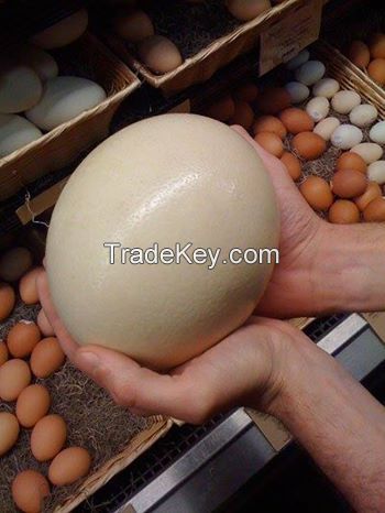  Fresh Eggs, Ostrich Eggs for Supply