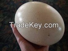 Fertilized Ostrich Eggs and Ostrich Chicks for sales