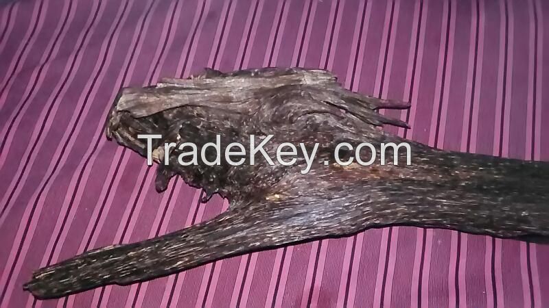 malaysian oudh oil and core (wild/plantation