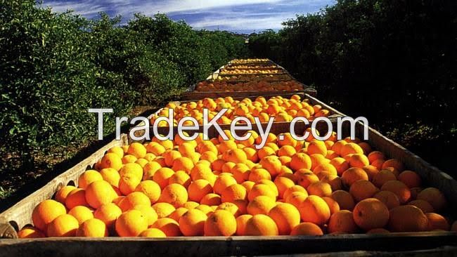 Premium Australian Navel Oranges
