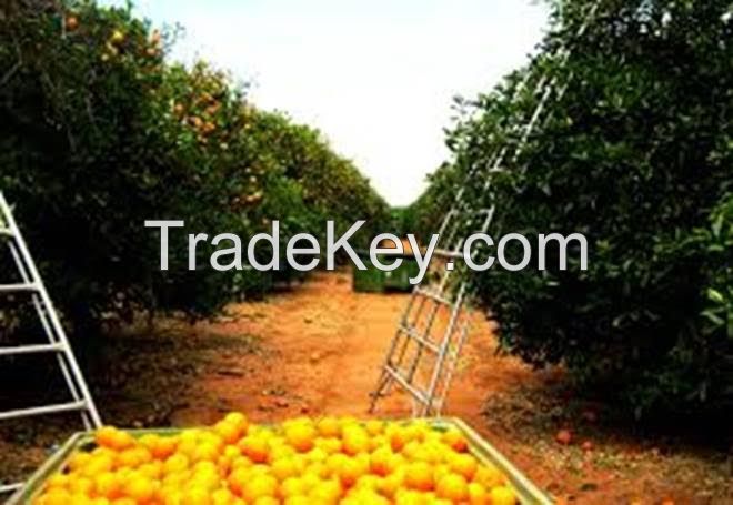 Premium Australian Navel Oranges