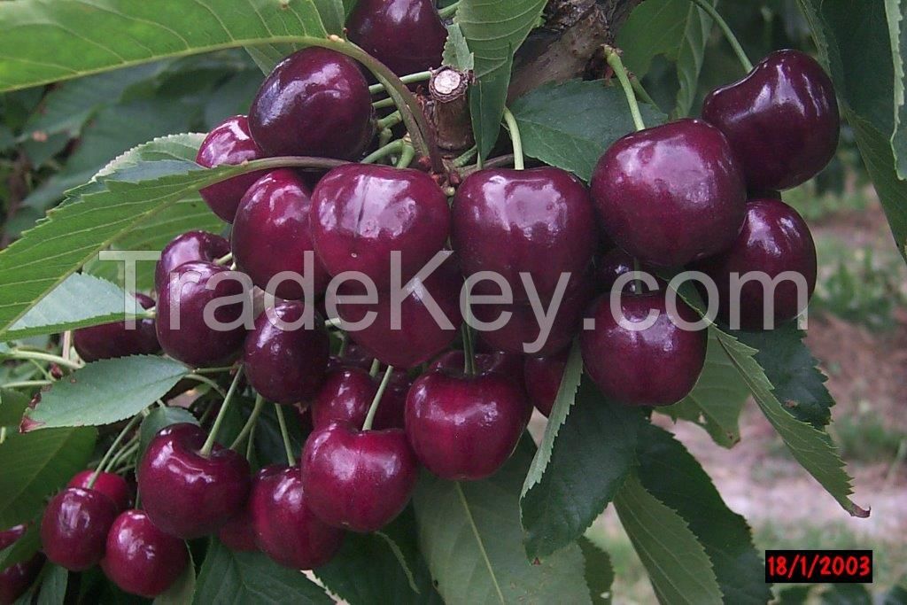 Tasmanian Cherries