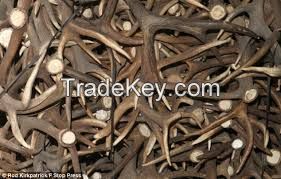 Caribou - Antler -for carving or crafts or chandeliers-  available in larger bulk quantities