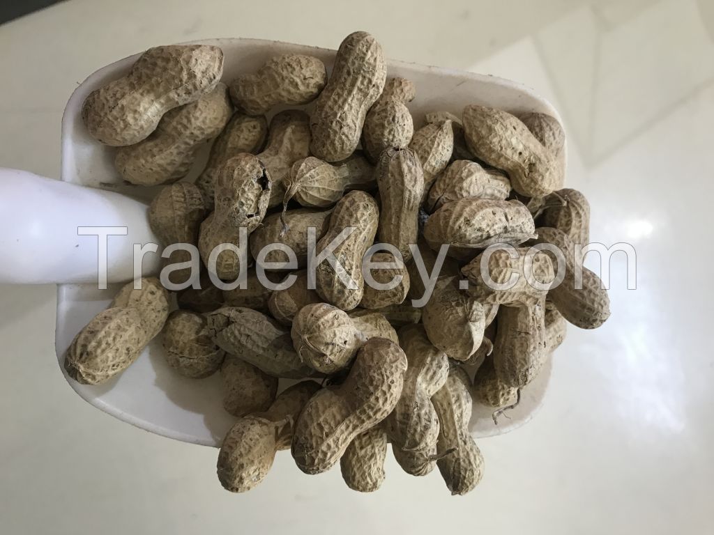 peanut/groundnut/peanut in shell/roasted peanut/peanut in husk/groundnut in husk