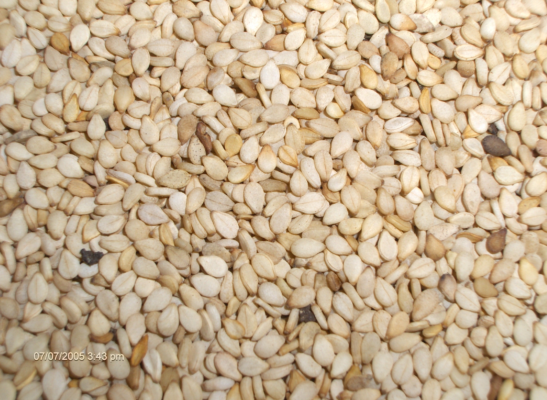 Sesame Seeds