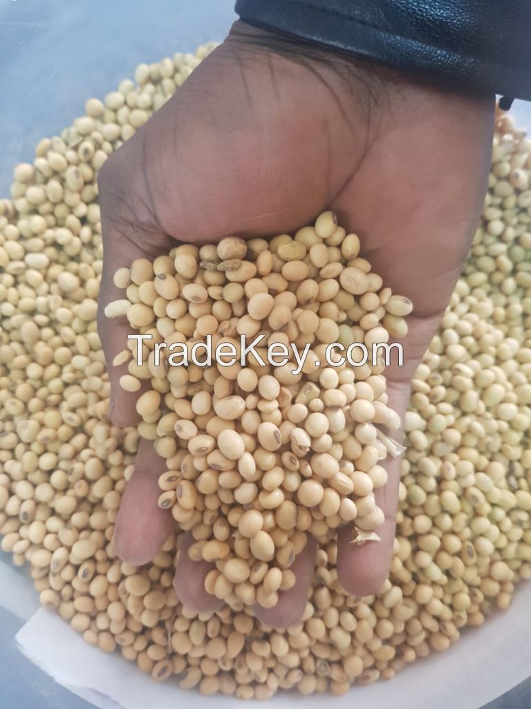 Soybeans seed