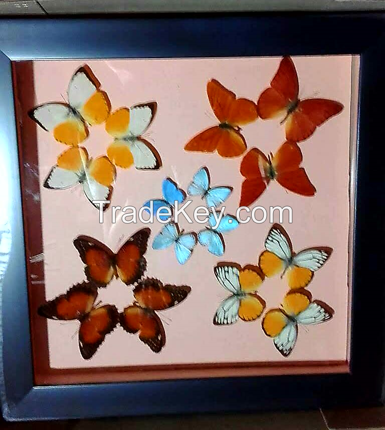 Framed butterfly and wallclock butterfly