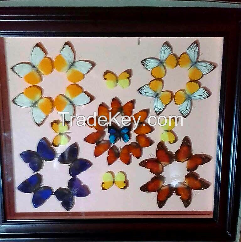 Framed butterfly and wallclock butterfly
