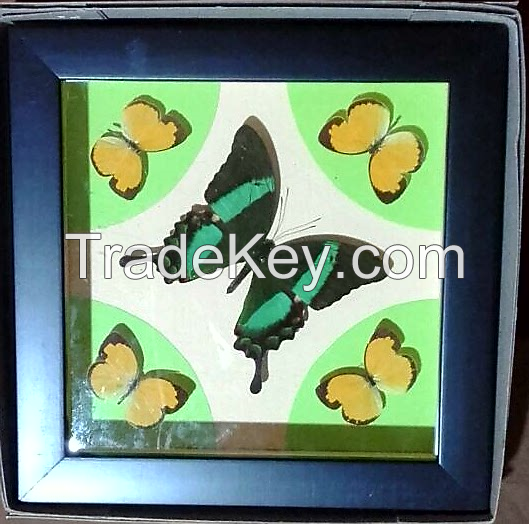 Framed butterfly and wallclock butterfly