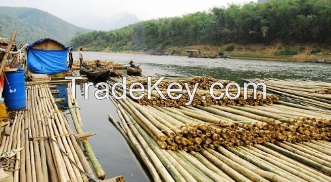 Bamboo piles provision