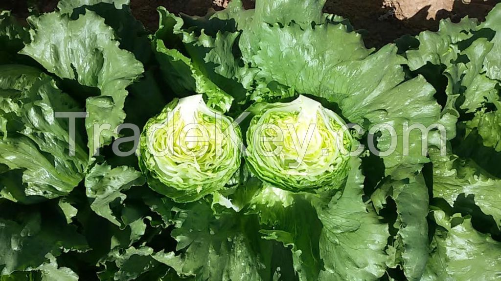 Iceberg Lettuce