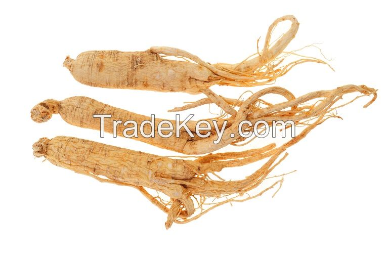 Top quality panax ginseng extract