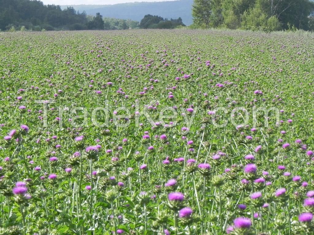 High Quality Milk Thistle Extract,