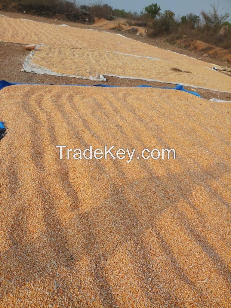  Corn/Maize for Animal Feed / YELLOW CORN FOR POULTRY FEED