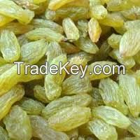  Indian Golden Raisins 