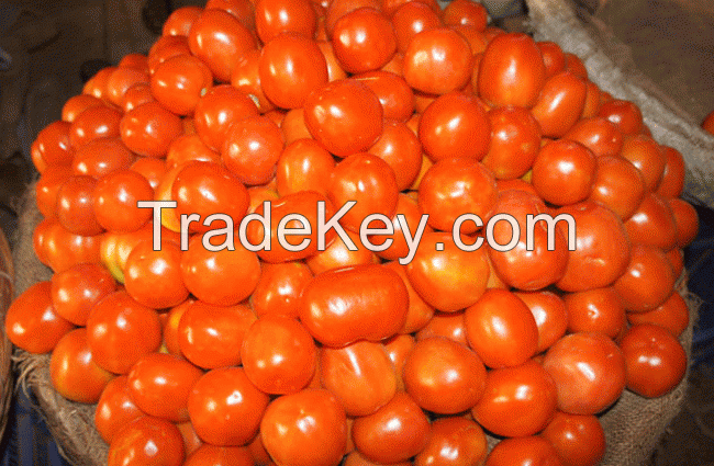 Fresh Indian Tomatoes