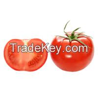 Fresh Indian Tomatoes