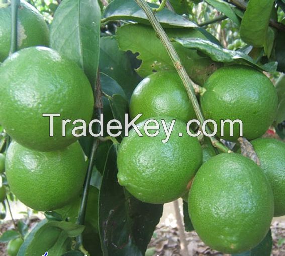 GREEN FRESH SEEDLESS LIME