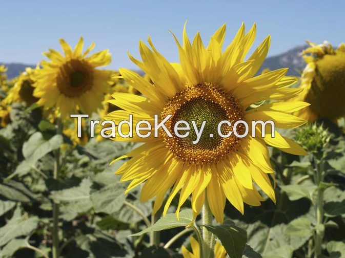 sunflower oil seeds 